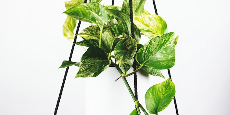 2026世界杯抽签仪式现场 - 国际足联官员正在抽签